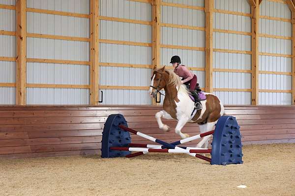 beginner-belgian-horse