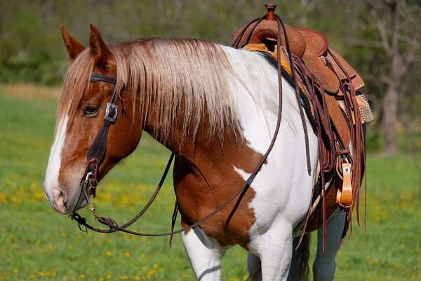kid-safe-belgian-horse
