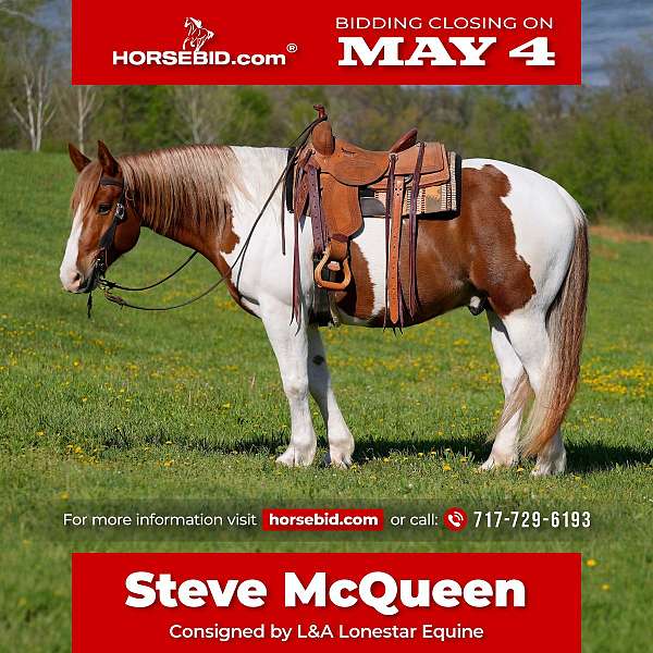 all-around-belgian-horse