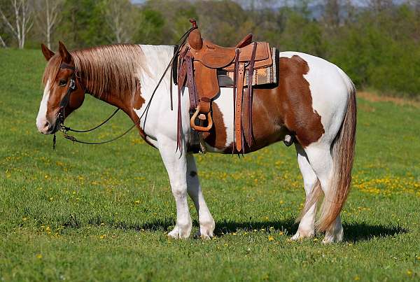 draft-belgian-horse