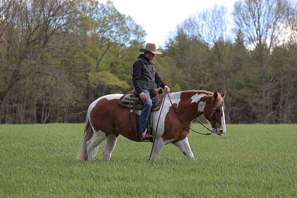 ranch-work-belgian-horse