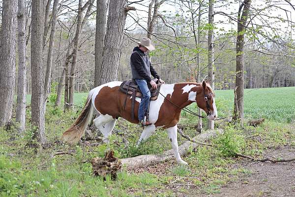 ranch-belgian-horse