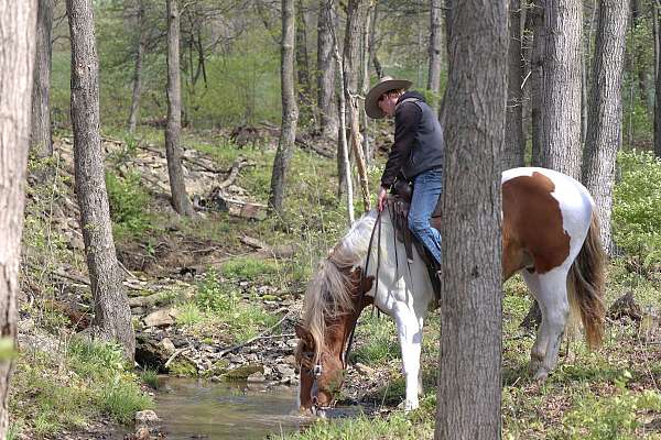 ridden-english-belgian-horse