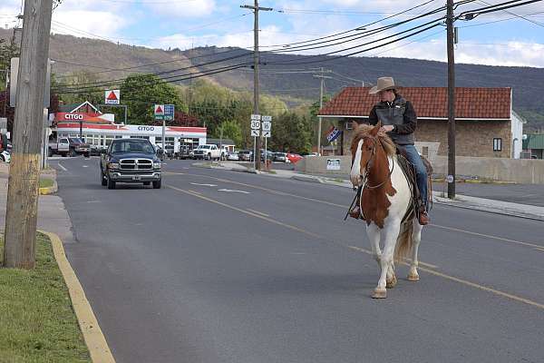 ridden-western-belgian-horse