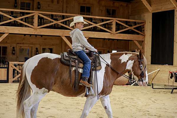 show-belgian-horse