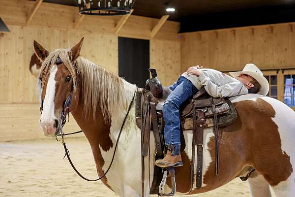 trail-belgian-horse