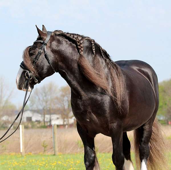 silb-gelding-for-sale
