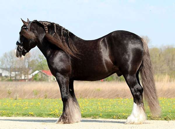 silb-gvhs-gelding