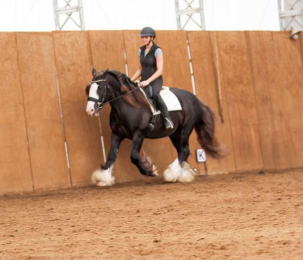 silb-gypsy-vanner-horse