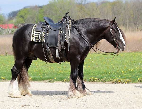 all-around-gypsy-vanner-horse