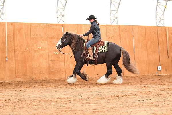athletic-gypsy-vanner-horse
