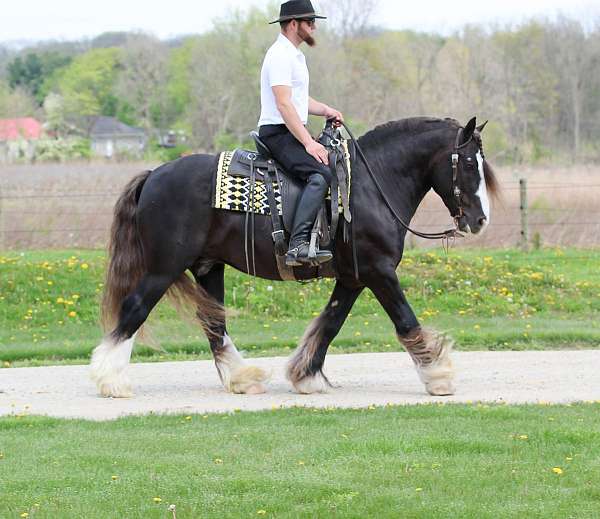 beginner-gypsy-vanner-horse