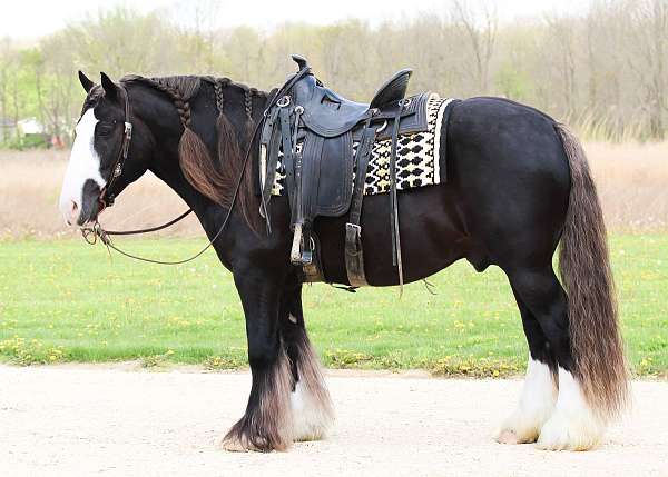 ranch-gypsy-vanner-horse