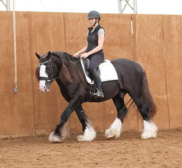 ridden-english-gypsy-vanner-horse
