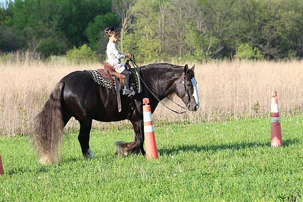 show-gypsy-vanner-horse