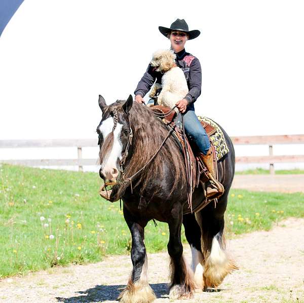 trail-gypsy-vanner-horse