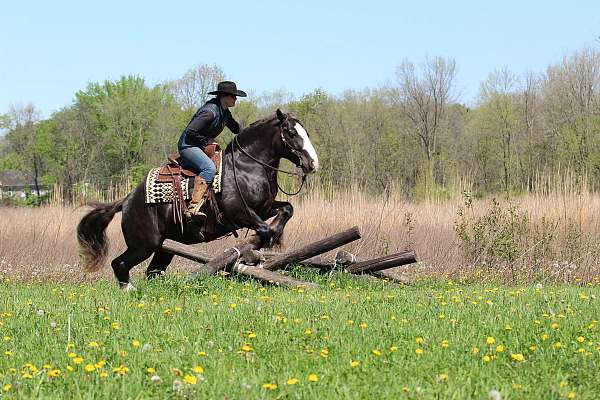 trail-riding-gypsy-vanner-horse