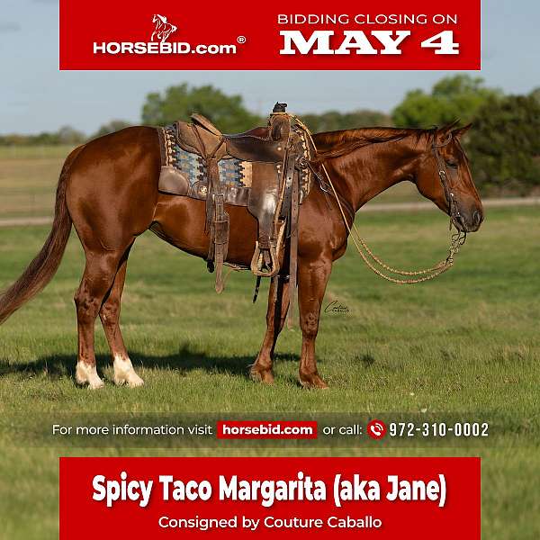 all-around-quarter-horse