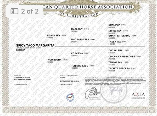flashy-quarter-horse