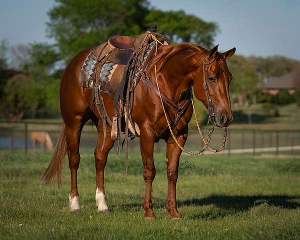 athletic-quarter-horse