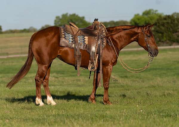 cutting-quarter-horse