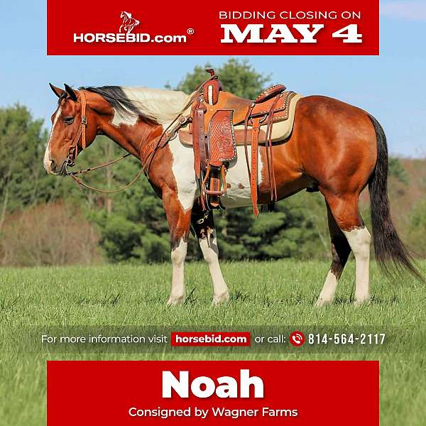 all-around-paint-horse