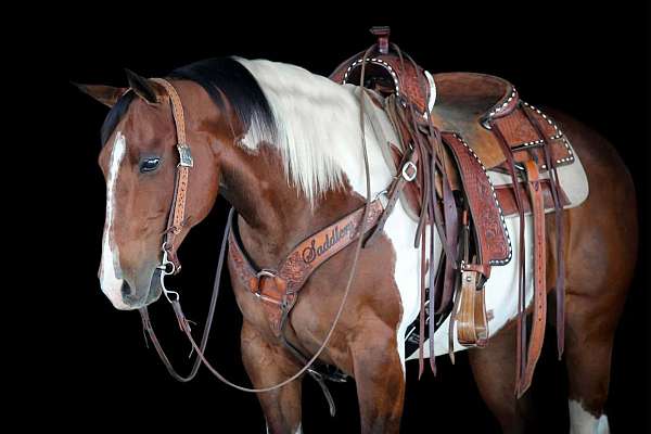 roping-paint-horse