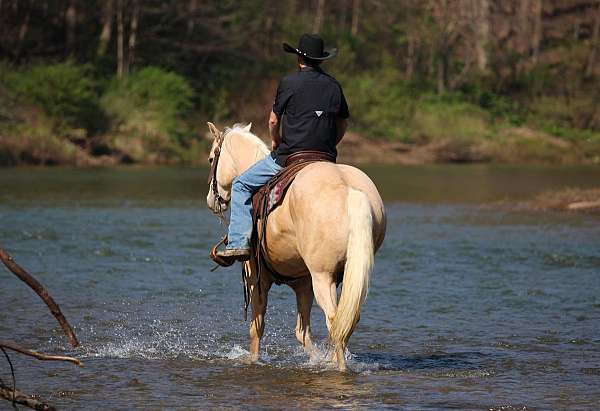 flashy-quarter-horse