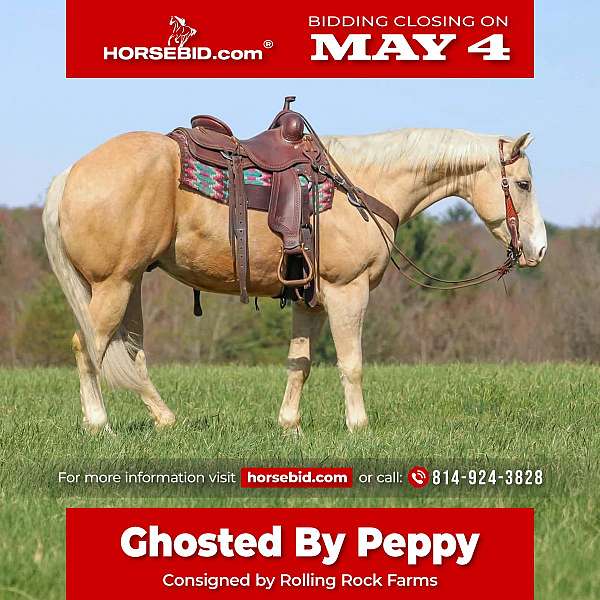 all-around-quarter-horse