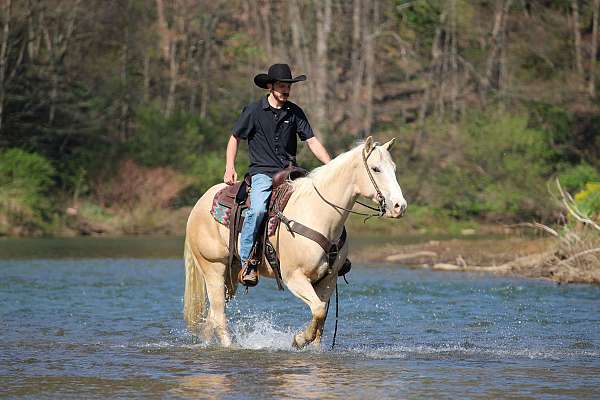 athletic-quarter-horse
