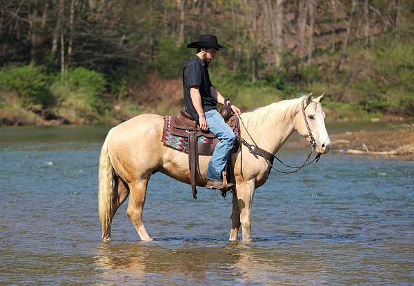 husband-safe-quarter-horse