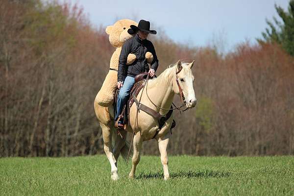 performance-quarter-horse