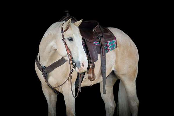 ranch-quarter-horse