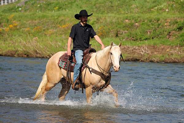ranch-versatility-quarter-horse