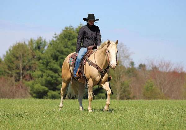 show-quarter-horse