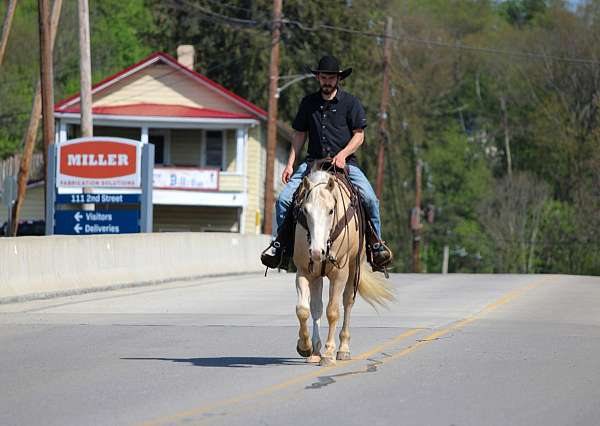 trail-quarter-horse