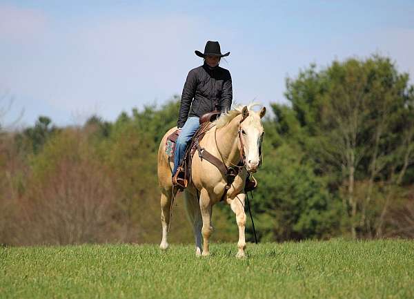 trail-riding-quarter-horse