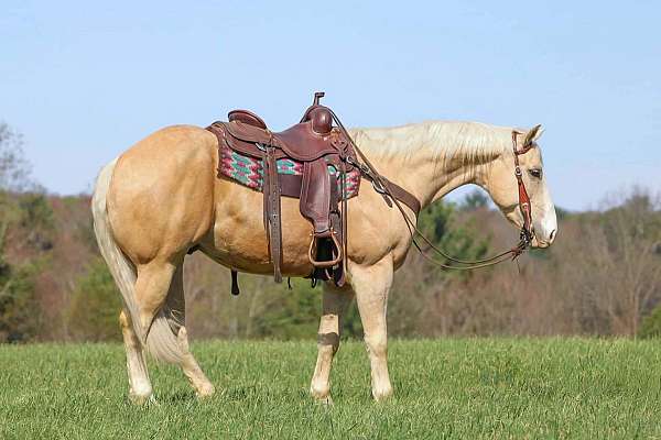 western-riding-quarter-horse