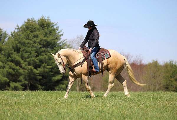 working-cattle-quarter-horse