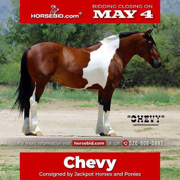 all-around-draft-horse