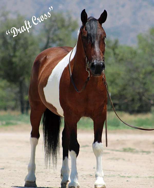 athletic-draft-horse