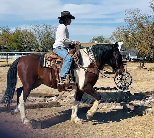 flashy-draft-horse