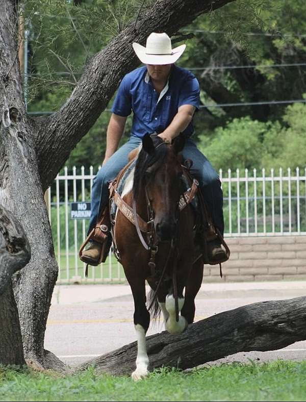 jumping-draft-horse