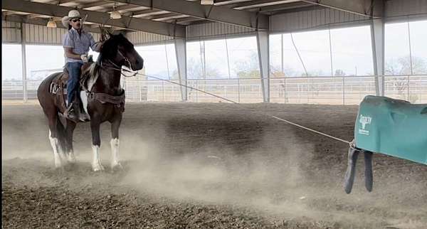 ranch-draft-horse