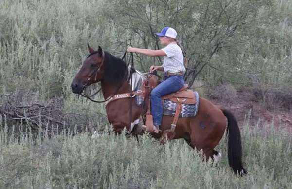 ranch-versatility-draft-horse