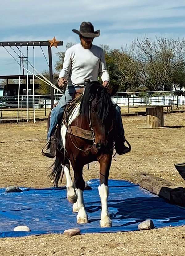 ridden-english-draft-horse