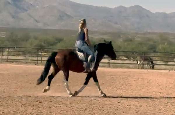ridden-western-draft-horse