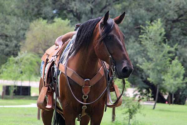 roping-draft-horse