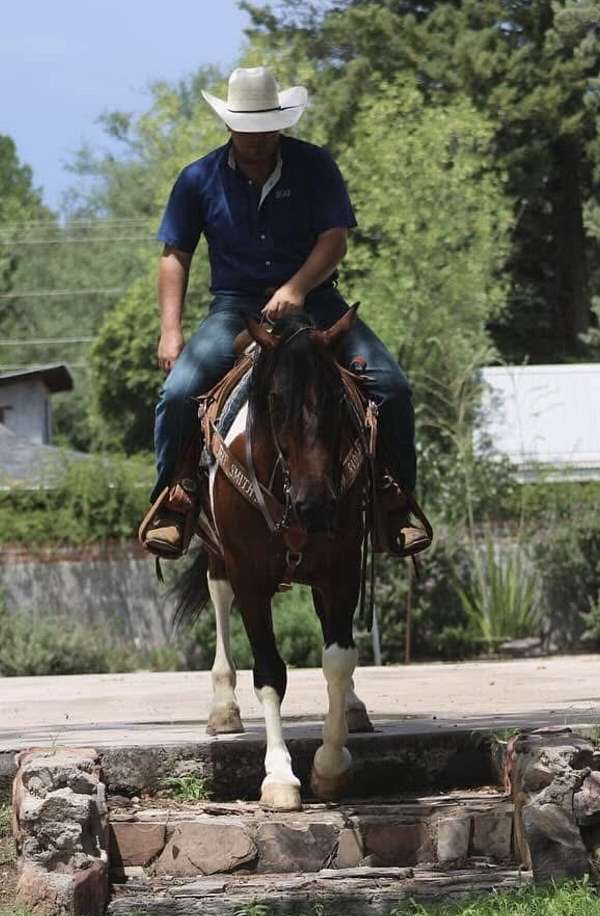 trail-draft-horse
