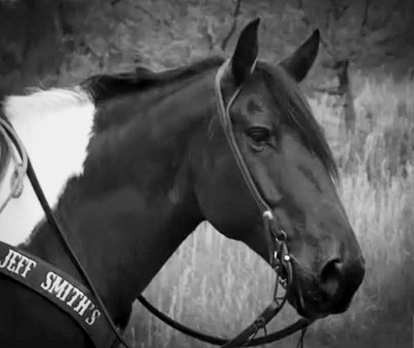 trail-riding-draft-horse